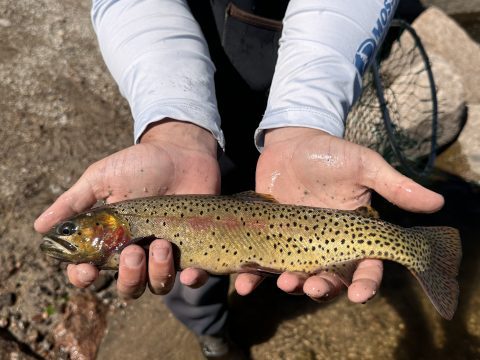 Cutthroat Trout caught in Sheridan County, Wyoming