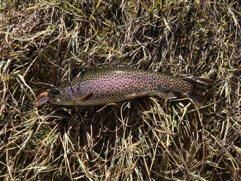 Rainbow Trout caught in Sheridan County, Wyoming