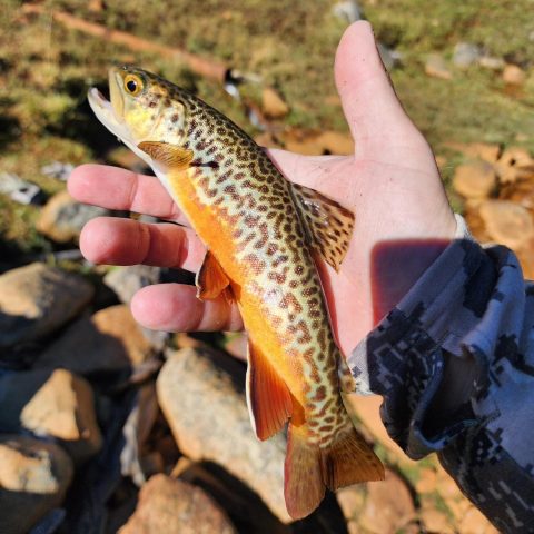 Tiger Trout caught in Sheridan County, Wyoming