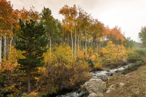 Fall in the Bighorns