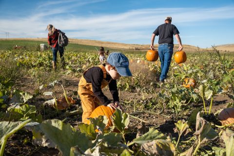 Koltiska Pumpkin Patch