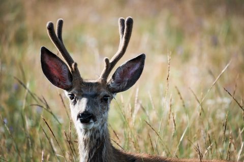 Young buck in the Bighorns