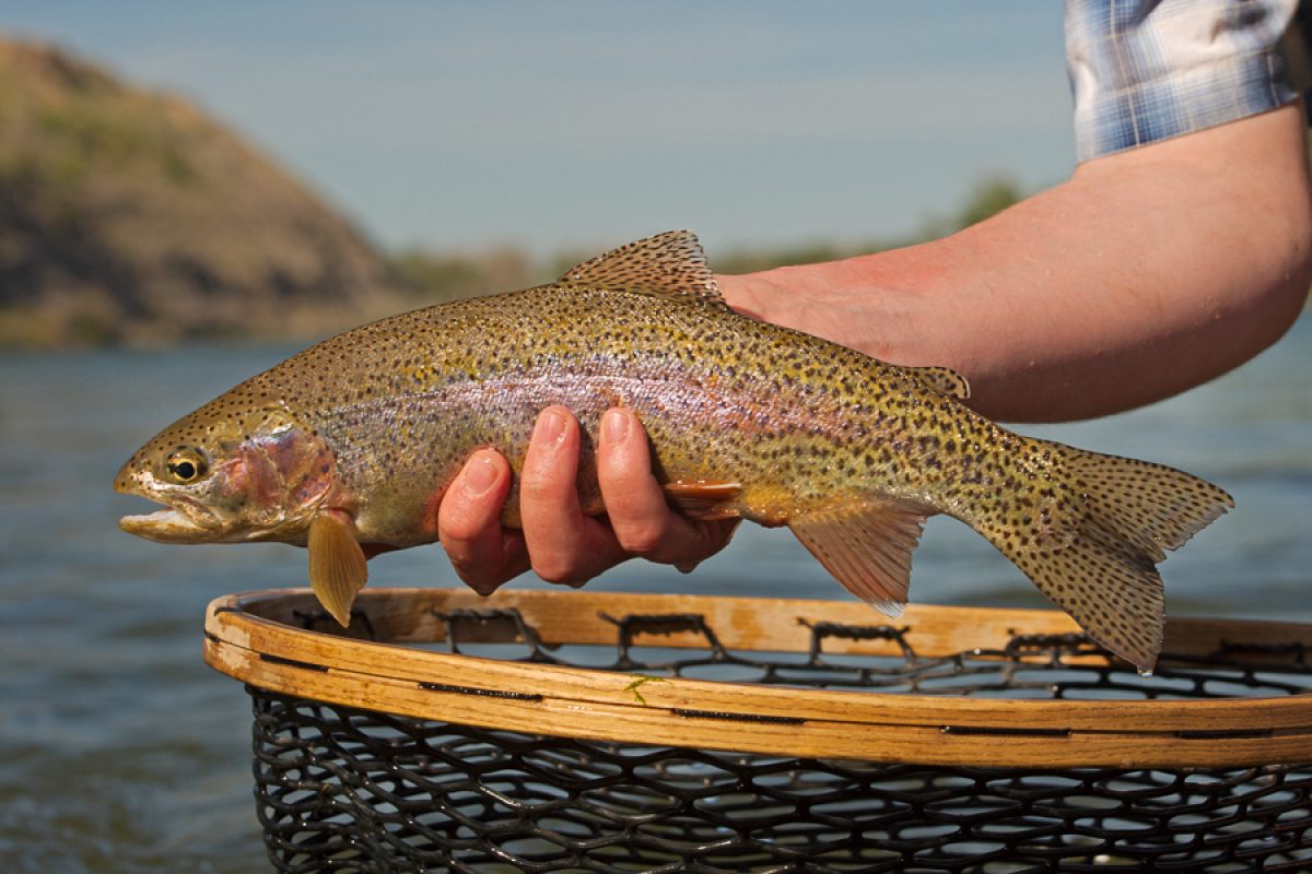 Types Of Trout Fish Species Collection Fishing Shirt