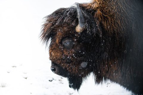 Snowy bison at the Kendrick Park Paddock