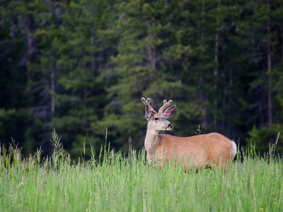 One Day Scenic Rides and Fishing - 307 Outfitters in Cody Wyoming